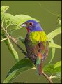 _1SB4141 painted bunting